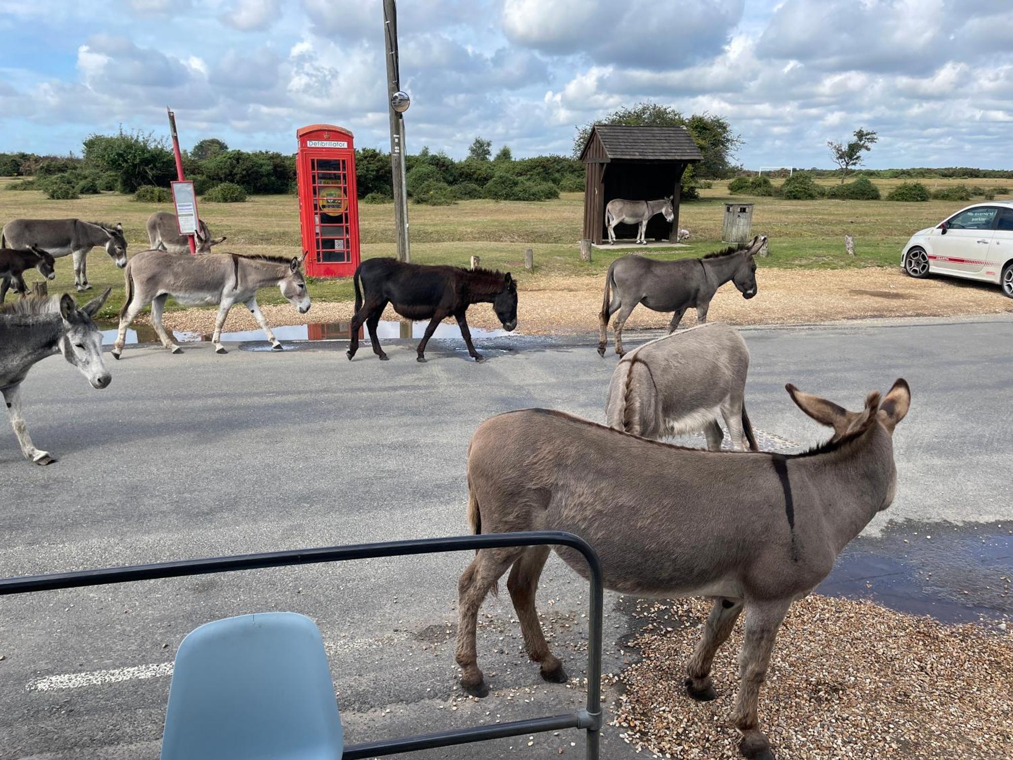 New Forest View บิวลี ภายนอก รูปภาพ